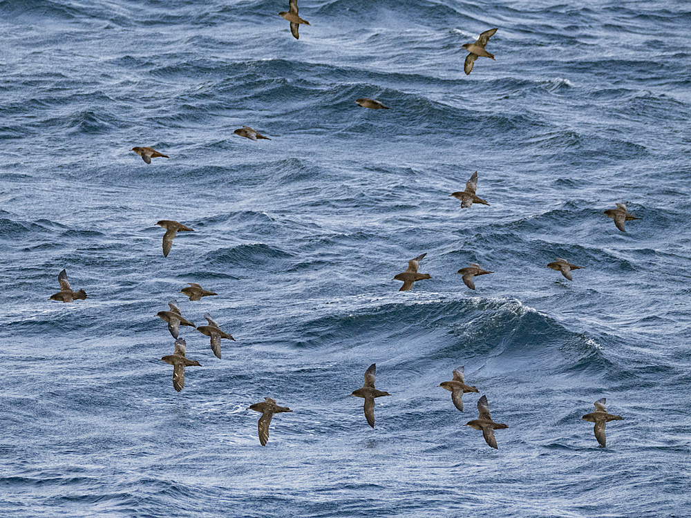 A huge flock of short-tailed shearwaters, Ardenna tenuirostris, in the Baby Islands, Bering Sea, Alaska.