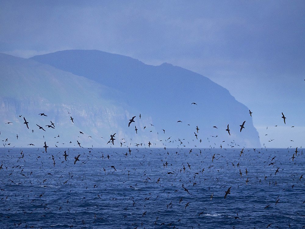 A huge flock of short-tailed shearwaters, Ardenna tenuirostris, in the Baby Islands, Bering Sea, Alaska.
