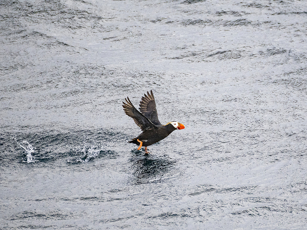 An adult tufted puffin, Fratercula cirrhata, taking flight in the Baby Islands, Bering Sea, Alaska.