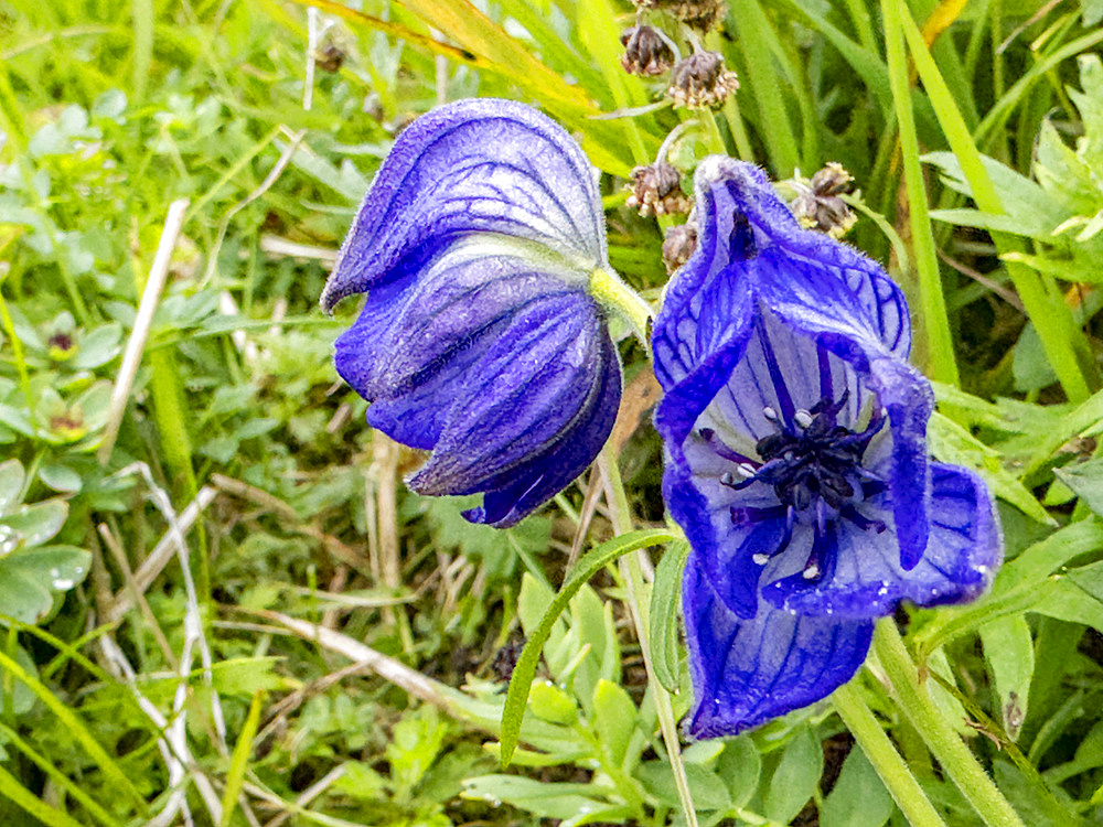 Monkshood, Genus Aconitum, flowers in Dutch Harbor, Amaknak Island in Unalaska, Alaska.