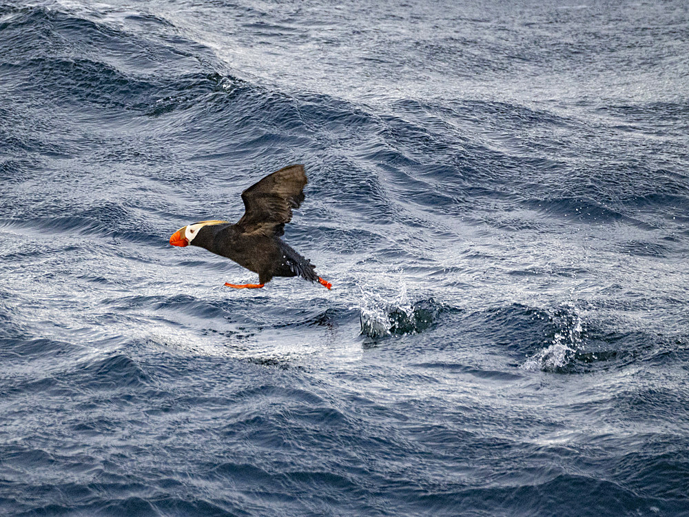 An adult tufted puffin, Fratercula cirrhata, taking flight in the Baby Islands, Bering Sea, Alaska.