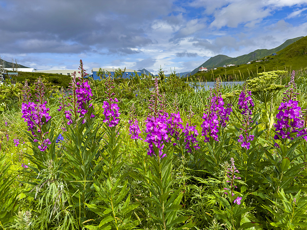 Fireweed, Chamaenerion angustifolium, flowers in Dutch Harbor, Amaknak Island in Unalaska, Alaska.