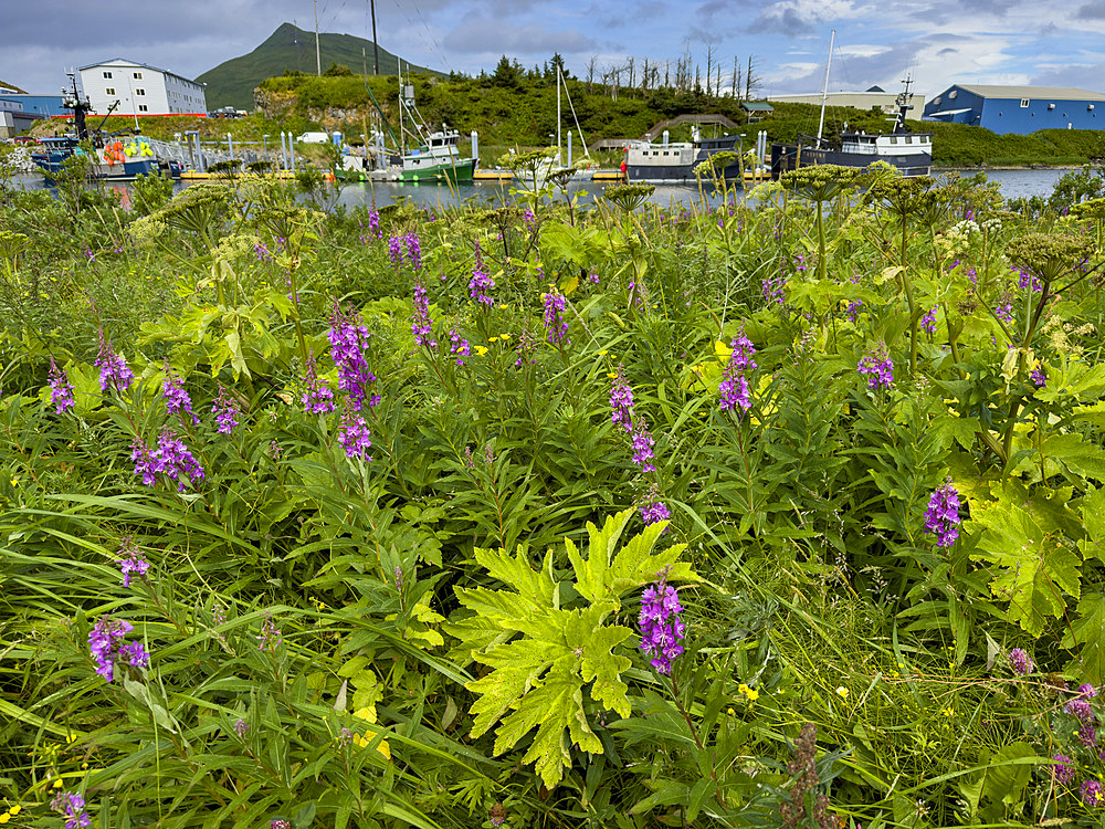 Fireweed, Chamaenerion angustifolium, flowers in Dutch Harbor, Amaknak Island in Unalaska, Alaska.