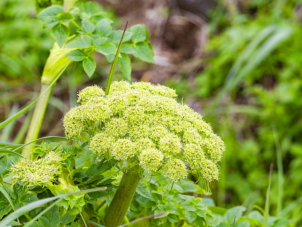Sea-watch, Angelica lucida, in Dutch Harbor, Amaknak Island in Unalaska, Alaska.
