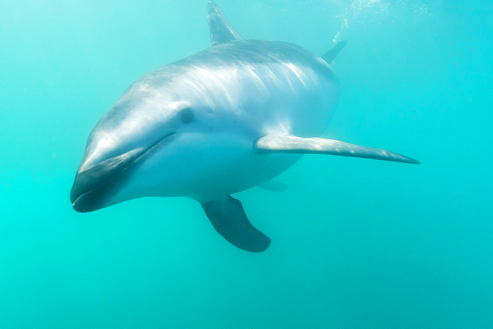 Dusky dolphin (Lagenorhynchus obscurus) underwater off Kaikoura, South Island, New Zealand, Pacific