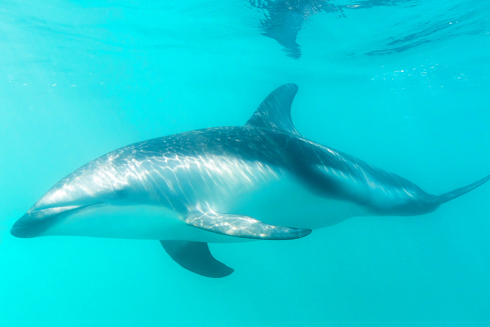 Dusky dolphin (Lagenorhynchus obscurus) underwater off Kaikoura, South Island, New Zealand, Pacific