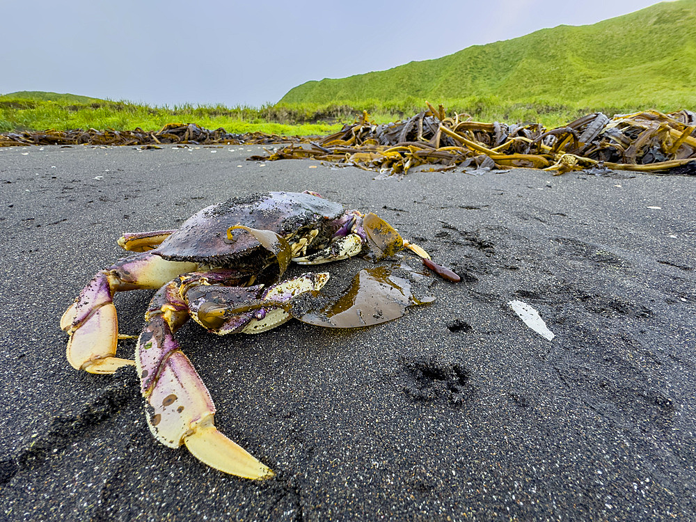 Adult dungeness crab, Metacarcinus magister, Tanaga Bay, Tanaga Island in the Aleutian Archipelago, Alaska.