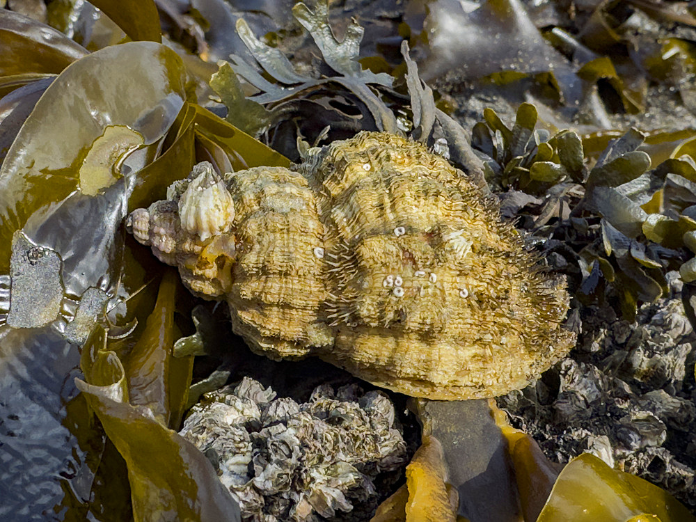 An Oregon hairy triton snail, Fusitriton oregogonensis, in Tanaga Bay, Pribilof Islands, Alaska.
