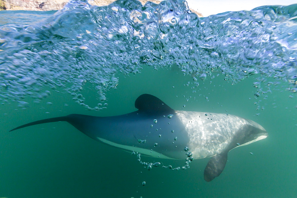 Adult Hector's dolphins (Cephalorhynchus hectori) underwater near Akaroa, South Island, New Zealand, Pacific