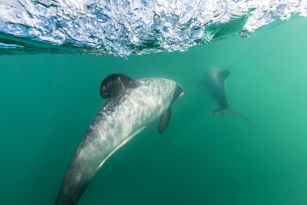 Adult Hector's dolphins (Cephalorhynchus hectori) underwater near Akaroa, South Island, New Zealand, Pacific