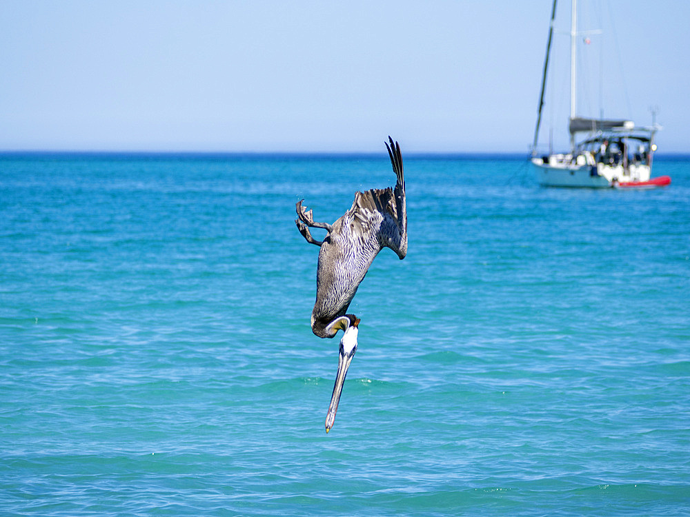 Brown pelican, Pelecanus occidentalis, diving for fish off Isla Carmen, Baja California Sur, Mexico.