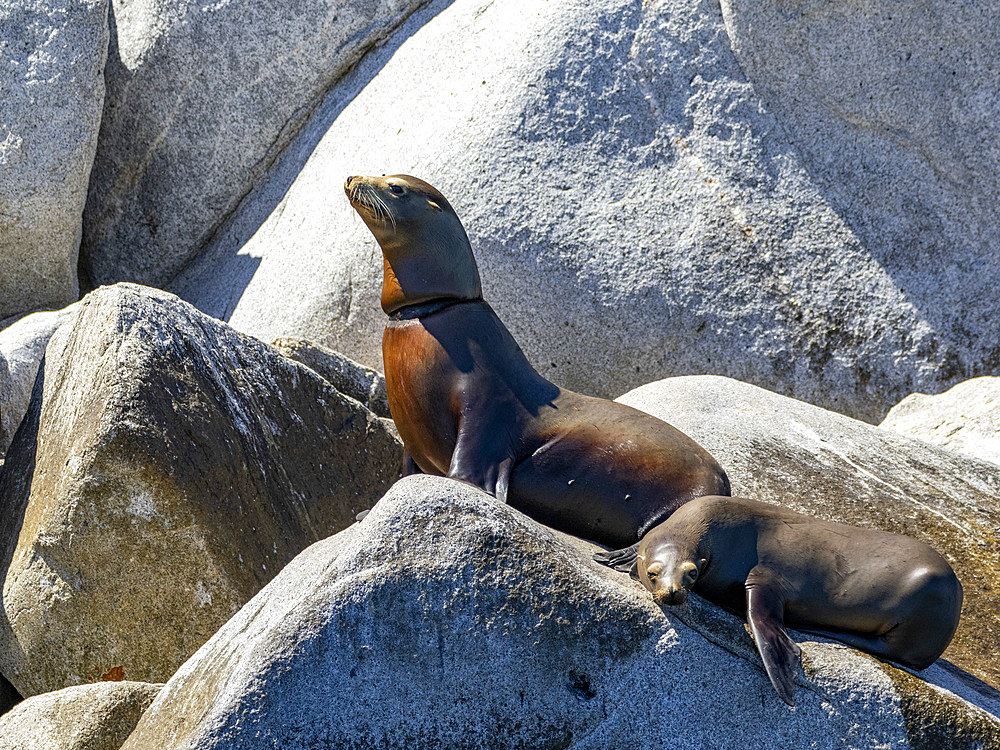 An injured female California sea lion, Zalophus californianus, in Puerto Refugio, Baja California, Mexico.