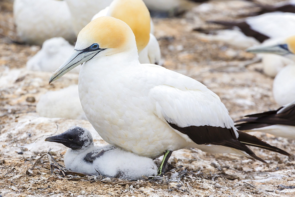 Australasian gannet (Morus serrator) with chick at Cape Kidnappers, North Island, New Zealand, Pacific