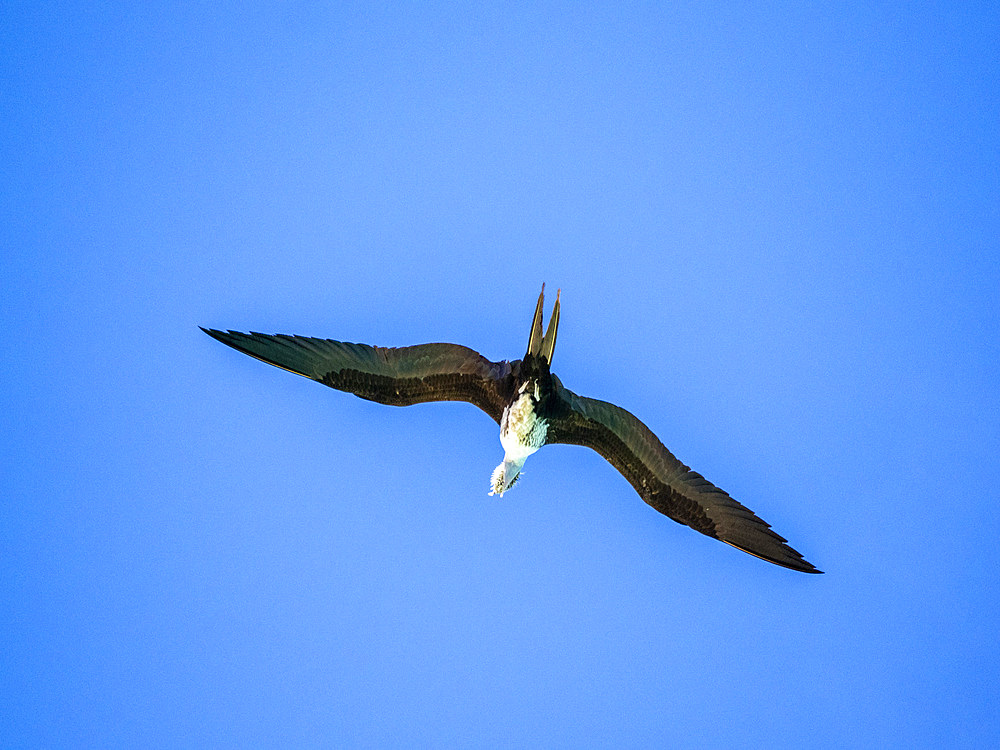 An adult magnificent frigatebird, Fregata magnificens, with a balloon fish in Puerto Refugio, Baja California, Mexico.