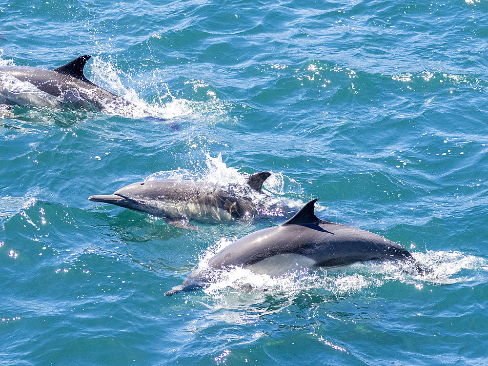 A pod of common dolphins, Delphinus delphis, surfacing near Isla Danzante, Baja California Sur, Mexico.