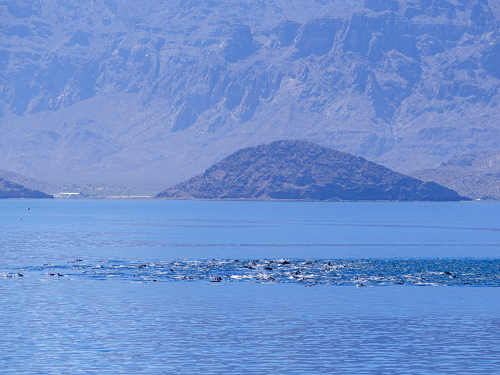 A pod of common dolphins, Delphinus delphis, surfacing near Isla Danzante, Baja California Sur, Mexico.