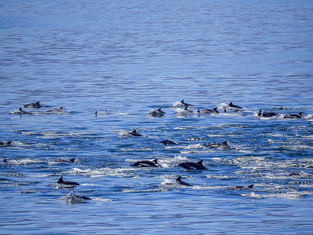 A pod of common dolphins, Delphinus delphis, surfacing near Isla Danzante, Baja California Sur, Mexico.