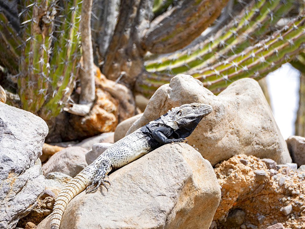 An adult male San Esteban spiny-tailed iguana, Ctenosaura conspicuosa, endemic to Isla San Esteban, Baja California, Mexico.
