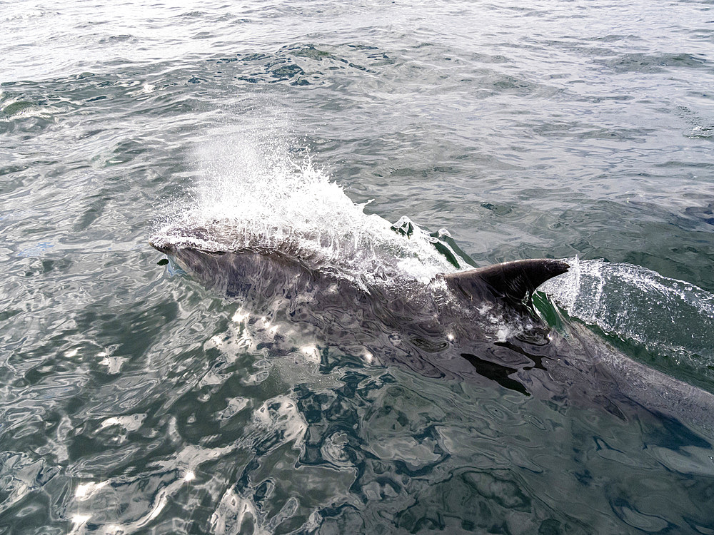 An adult bottlenose dolphin, Tursiops truncatus, surfacing near our our skiff outside Newport Beach, California, USA.