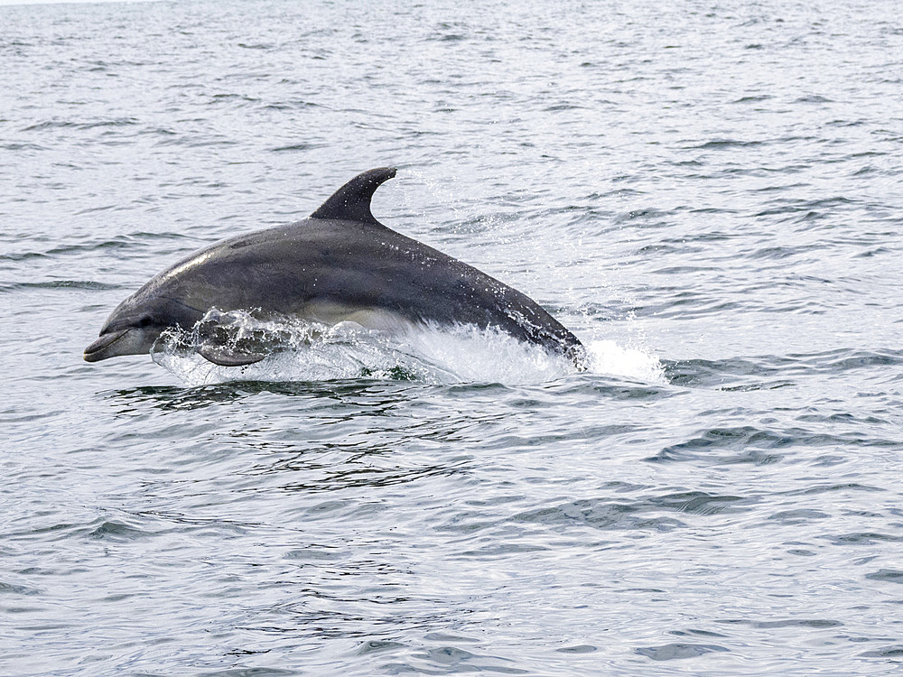 An adult bottlenose dolphin, Tursiops truncatus, leaping near our our skiff outside Newport Beach, California, USA.