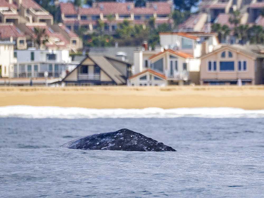 An adult California gray whale, Eschrichtius robustus, surfacing near homes in Newport Beach, California, USA.