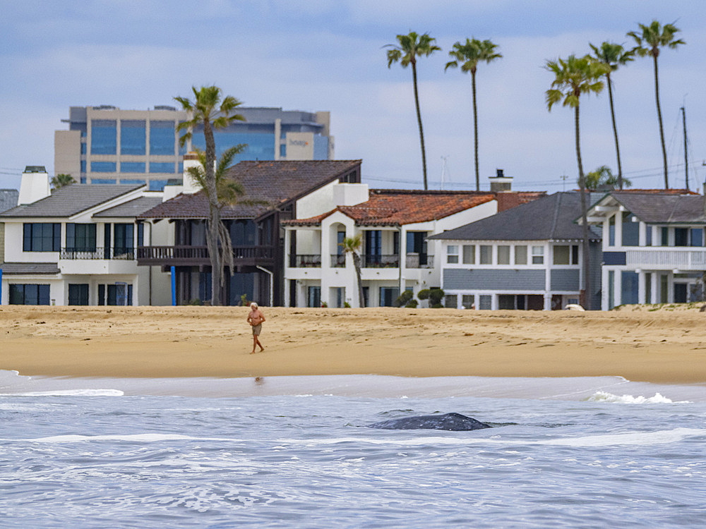An adult California gray whale, Eschrichtius robustus, surfacing near homes in Newport Beach, California, USA.