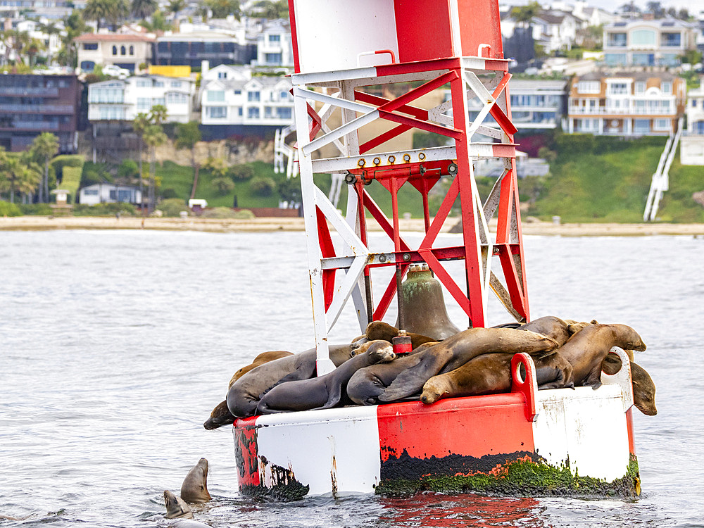 California sea lions, Zalophus californianus, hauled out on a buoy in the channel in Newport Beach, California, USA.