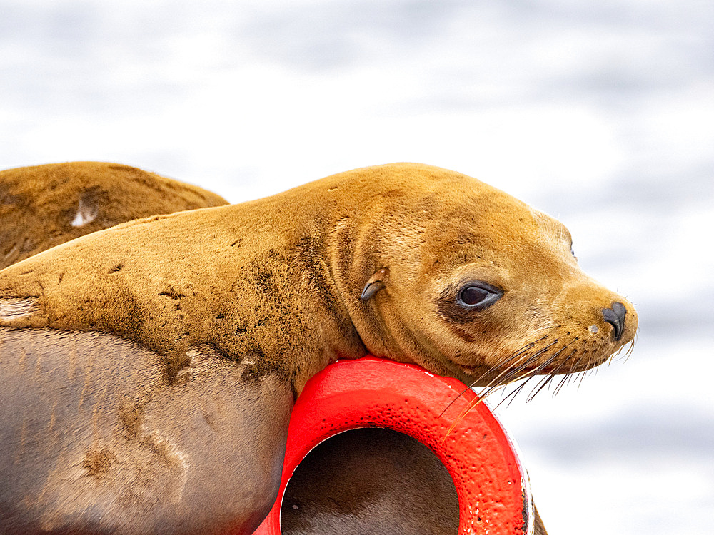 California sea lions, Zalophus californianus, hauled out on a buoy in the channel in Newport Beach, California, USA.