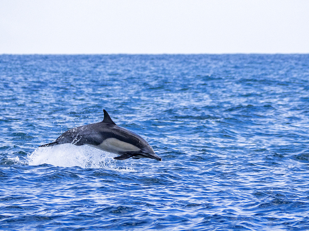 An adult common dolphin, Delphinus delphis leaping in the ocean off Newport Beach, California, USA.