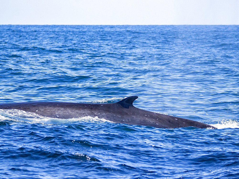 An adult fin whale, Balaenoptera physalus, surfacing in the ocean off Newport Beach, California, USA.