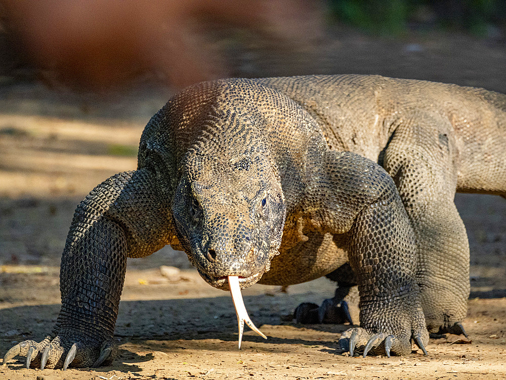 An adult Komodo dragon, Varanus komodoensis, largest extant species of lizard, walking on Komodo Island, Indonesia.