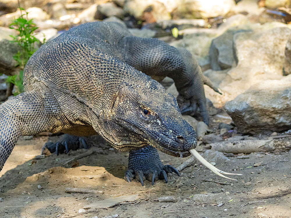 An adult Komodo dragon, Varanus komodoensis, largest extant species of lizard, walking on Komodo Island, Indonesia.