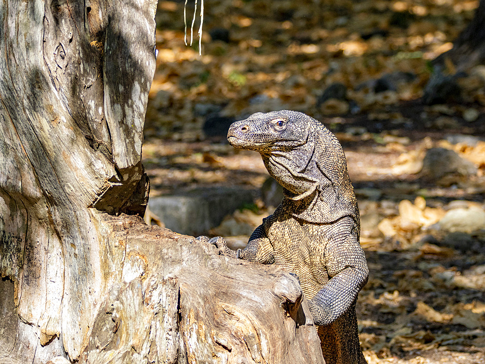 An adult Komodo dragon, Varanus komodoensis, largest extant species of lizard, looking for food, Komodo Island, Indonesia.