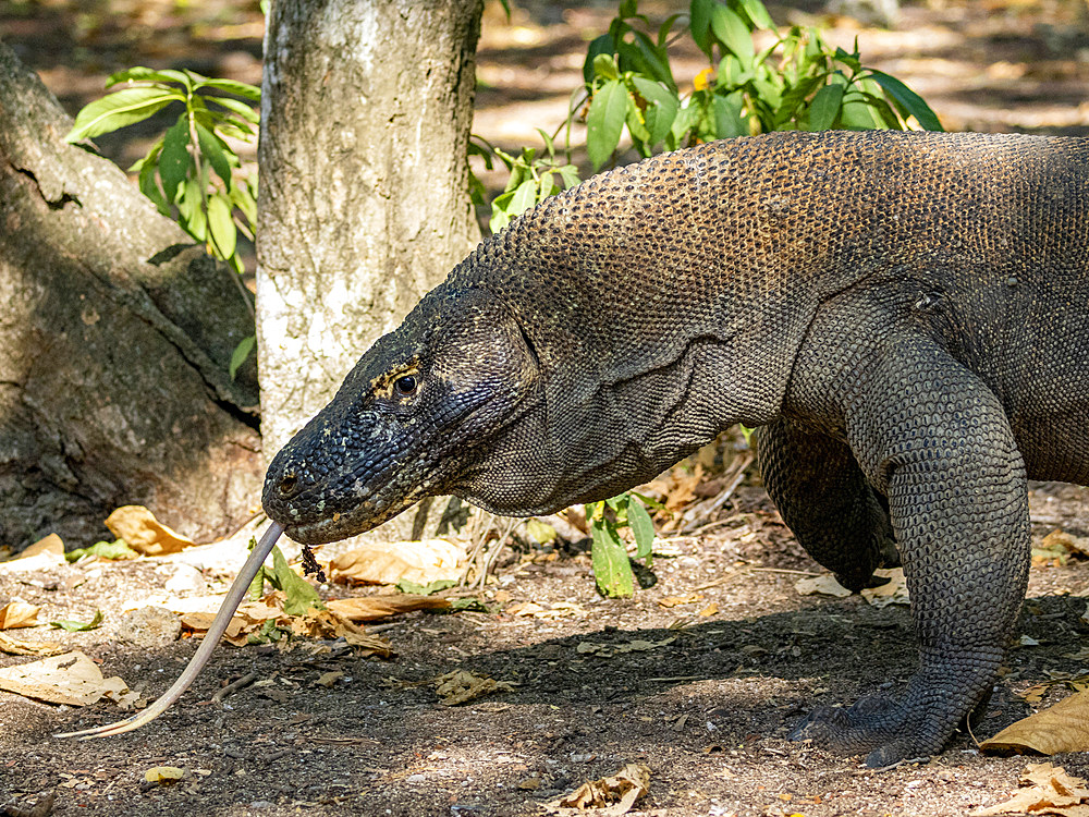 An adult Komodo dragon, Varanus komodoensis, largest extant species of lizard, walking on Komodo Island, Indonesia.