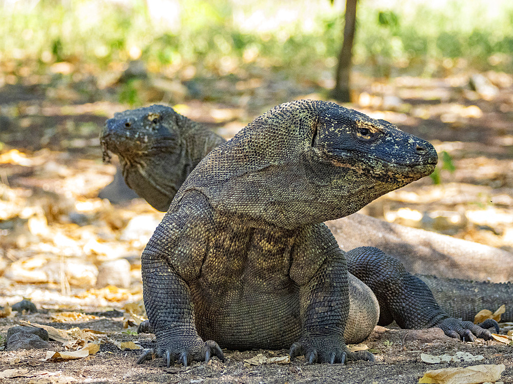 A pair of adult Komodo dragons, Varanus komodoensis, largest extant species of lizard, on Komodo Island, Indonesia.