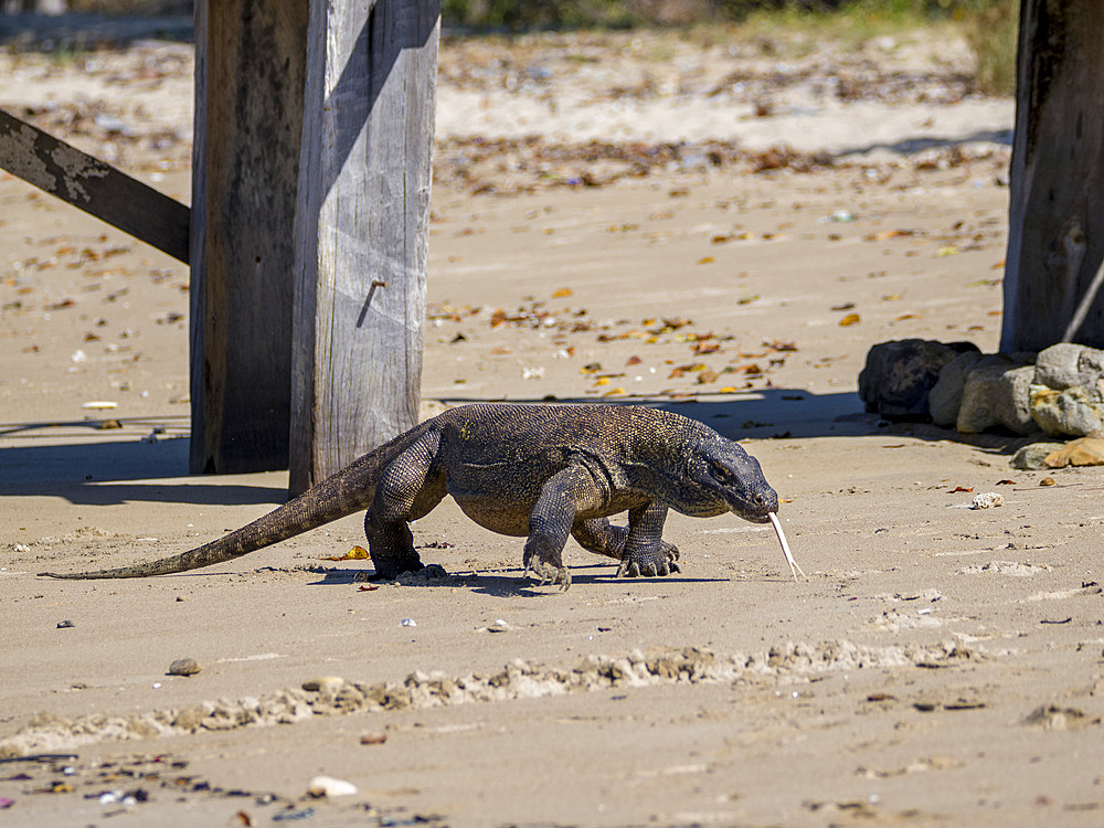 An adult Komodo dragon, Varanus komodoensis, largest extant species of lizard, walking on the beach, Komodo Island, Indonesia.