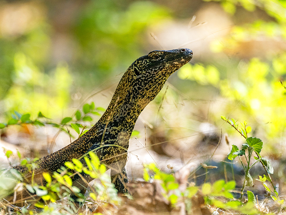 A young Komodo dragon, Varanus komodoensis, largest extant species of lizard, on Komodo Island, Indonesia.