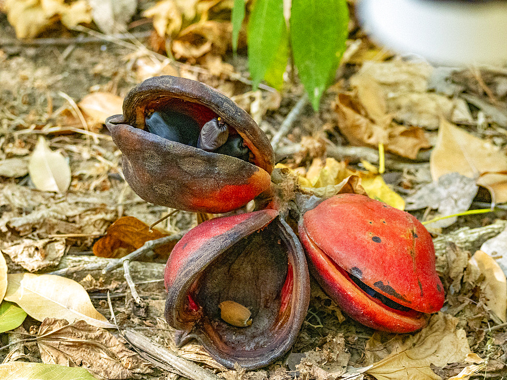 Fruit from a Java Olive tree, Sterculia foetida, fallen to the ground on Komodo Island, Indonesia.