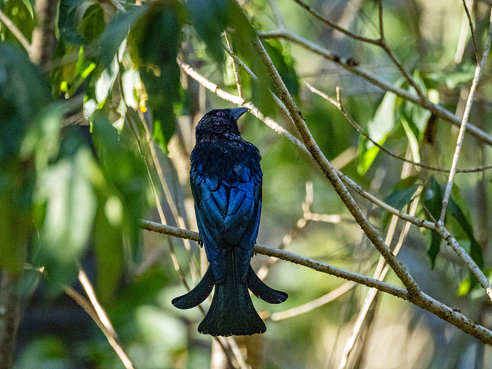 An adult Wallacean drongo, Dicurus densus, in its home in a palm tree on Komodo Island, Indonesia.