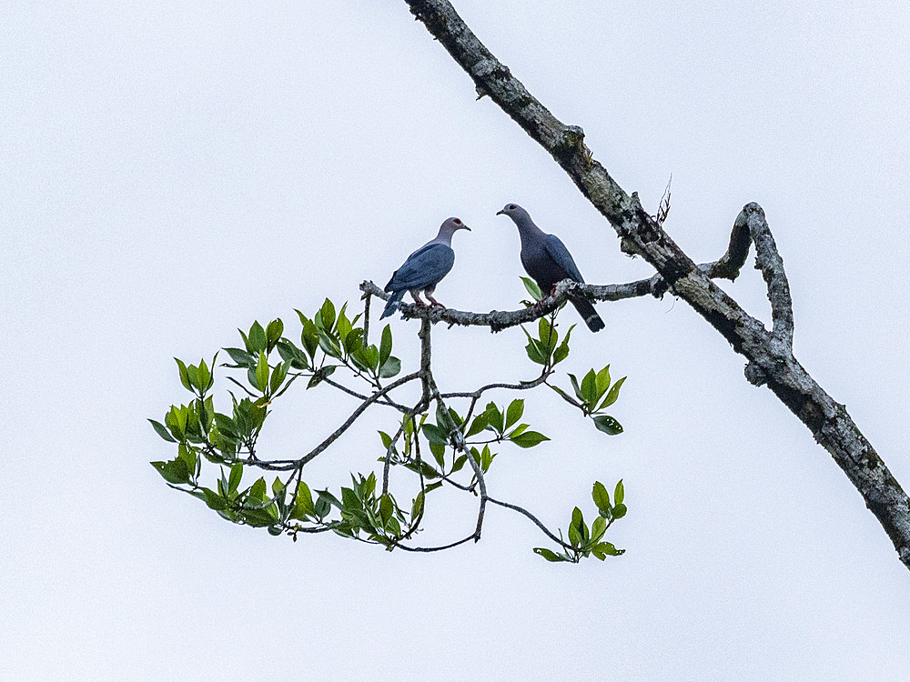 A pair of pink-necked green-pigeons, Treron vernans, in a tree on Komodo Island, Indonesia.
