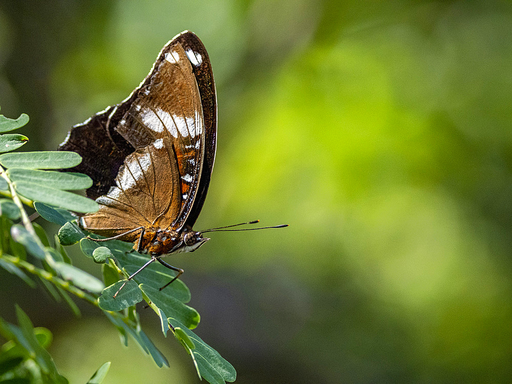 An adult great eggfly butterfly, Hypolimnas bolina, in a tree on Komodo Island, Indonesia.
