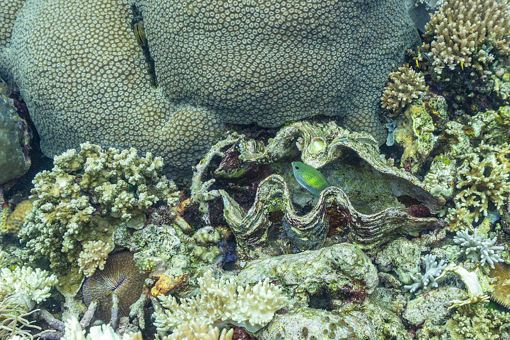 Various soft and hard corals with tropical fish underwater on the island of Misool, Raja Ampat, on Papua, Indonesia