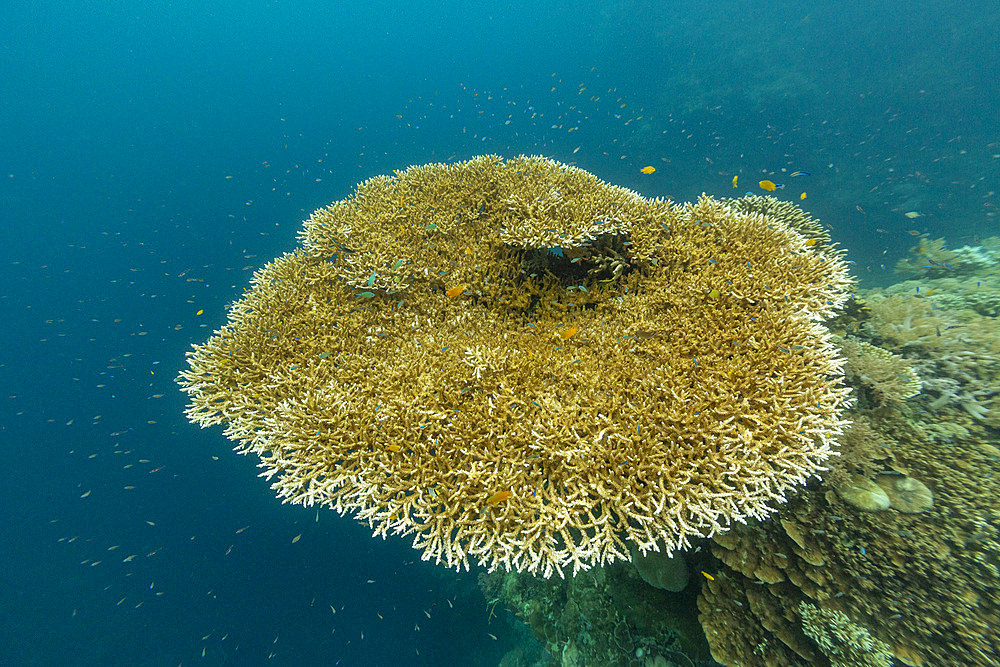 Various soft and hard corals with tropical fish underwater on the island of Misool, Raja Ampat, on Papua, Indonesia