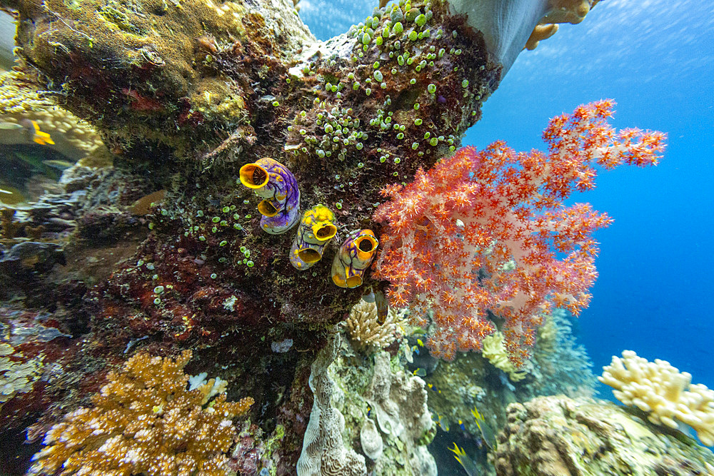 Various soft and hard corals with tropical fish underwater on the island of Misool, Raja Ampat, on Papua, Indonesia