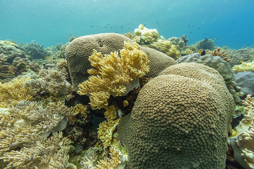 Various soft and hard corals with tropical fish underwater on the island of Misool, Raja Ampat, on Papua, Indonesia