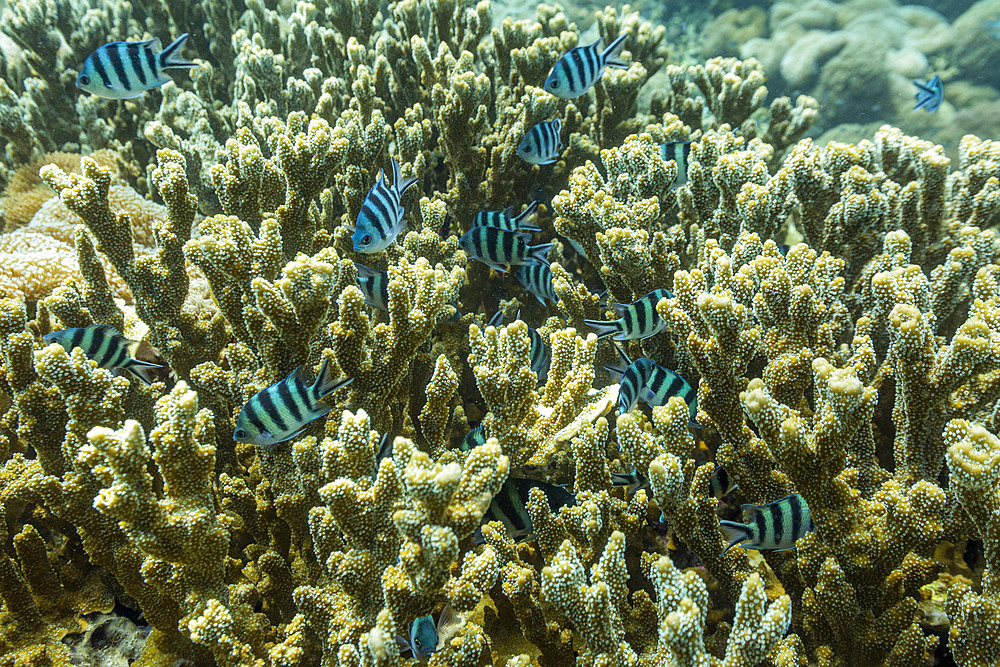 Various soft and hard corals with tropical fish underwater on the island of Misool, Raja Ampat, on Papua, Indonesia