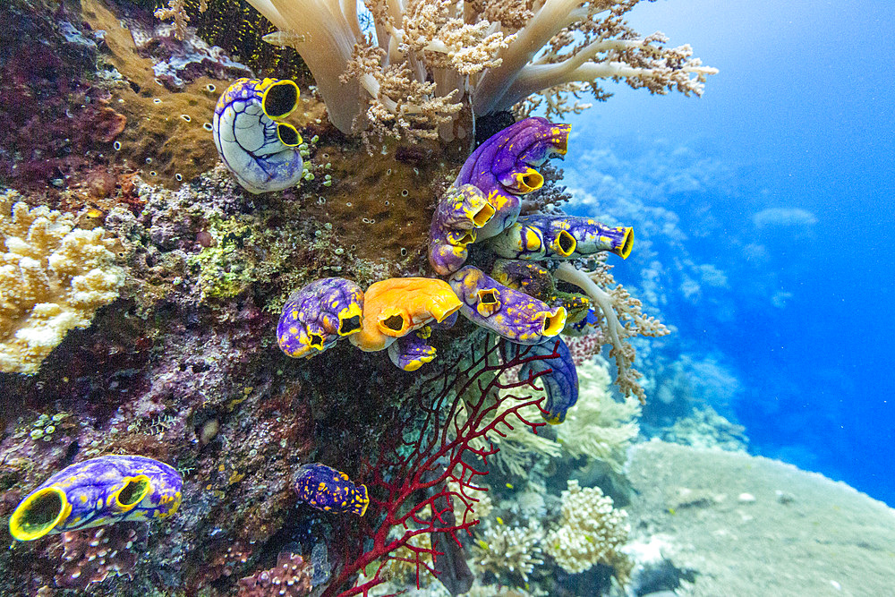 Various soft and hard corals with tropical fish underwater on the island of Misool, Raja Ampat, on Papua, Indonesia