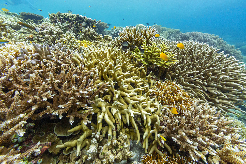 Various soft and hard corals with tropical fish underwater on the island of Misool, Raja Ampat, on Papua, Indonesia