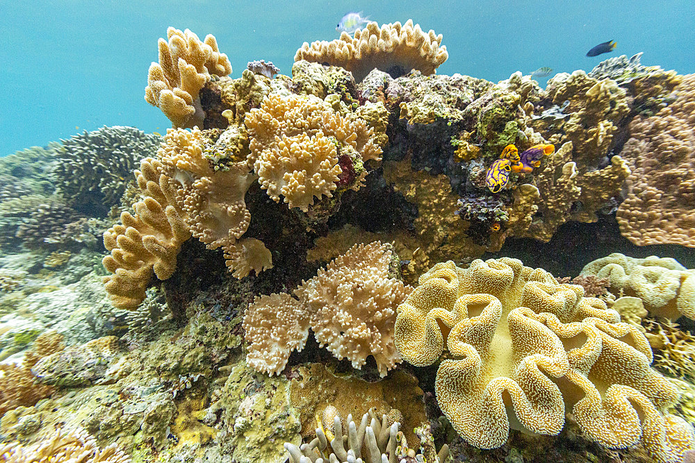 Various soft and hard corals with tropical fish underwater on the island of Misool, Raja Ampat, on Papua, Indonesia