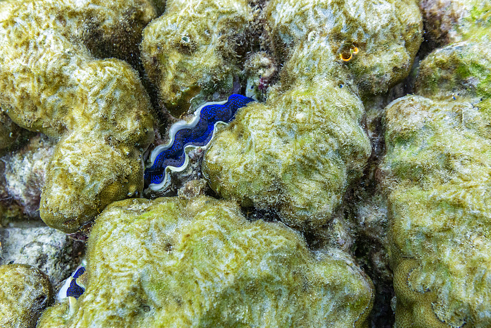 The beautiful mantle of a giant clam, Genus Tridacna, underwater on the island of Misool, Raja Ampat, on Papua, Indonesia